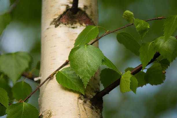 istock A beautiful closeup of a birch branches in spring 698833602