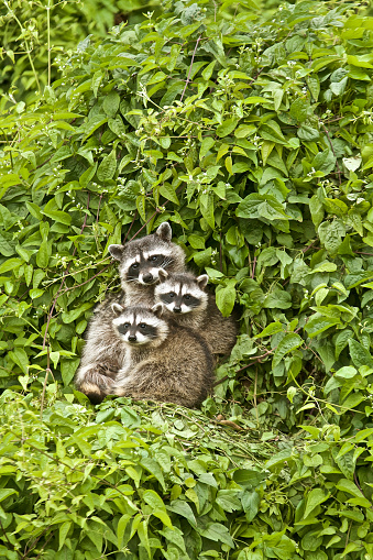 3 racoons or raccoons in a tree looking cute