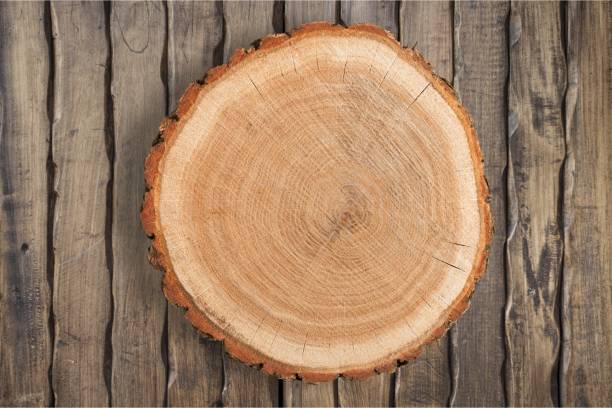 wood. - bark tree cross section wood imagens e fotografias de stock