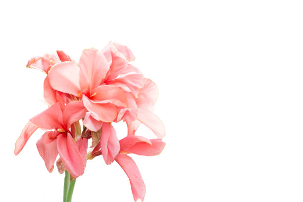 istock Orange Canna flowers ,Isolated on white 698834728