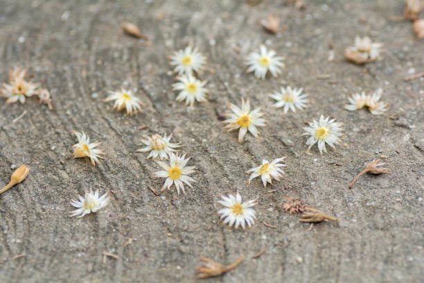 istock flower petals drop at the ground. 698834742