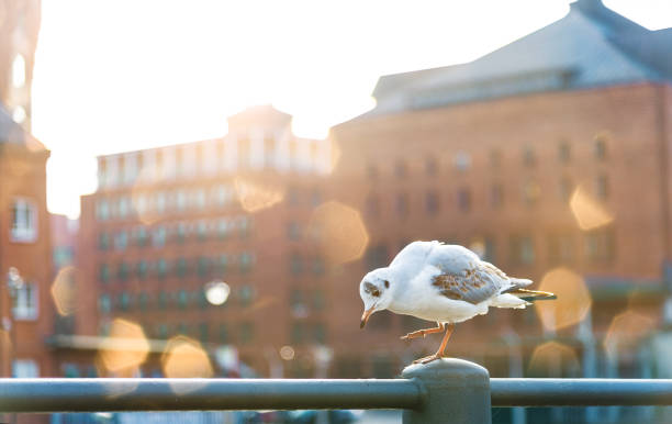 seagull walking on handrail with old warehouse district Speicherstadt in Hamburg, Germany in blurred background seagull walking on handrail with old warehouse district Speicherstadt in Hamburg, Germany in blurred background seagull photos stock pictures, royalty-free photos & images