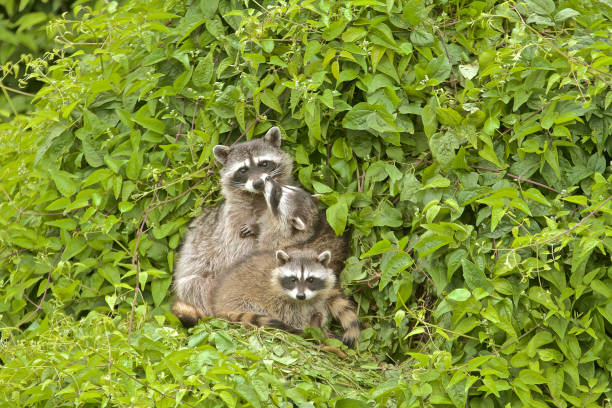 istock Raccoons or Racoons 698835046