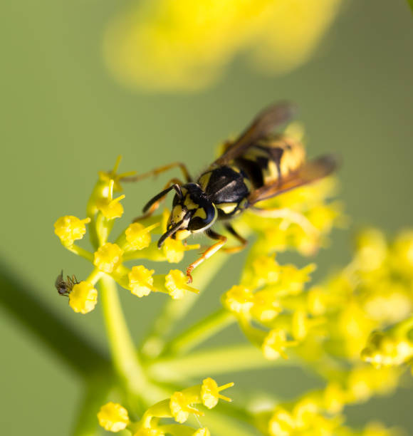 istock Wasp on yellow flower in nature 698840460