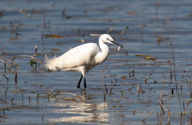 istock Little egret fishing 698840570