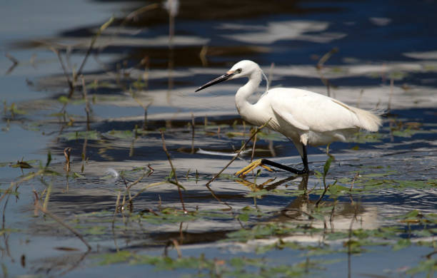 istock Little egret fishing 698840780