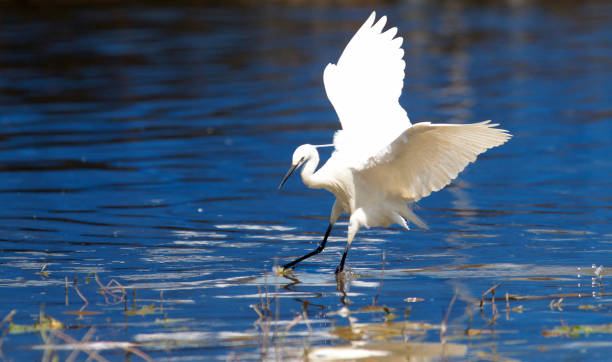 Little egret fishing The little egret (Egretta garzetta) single bird hunting for fish in water near Danube river in Zemun,Belgrade,Serbia. danube river stock pictures, royalty-free photos & images