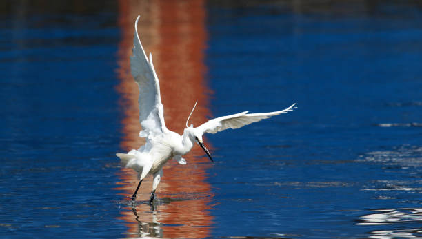 Little egret fishing The little egret (Egretta garzetta) single bird hunting for fish in water near Danube river in Zemun,Belgrade,Serbia. danube river stock pictures, royalty-free photos & images