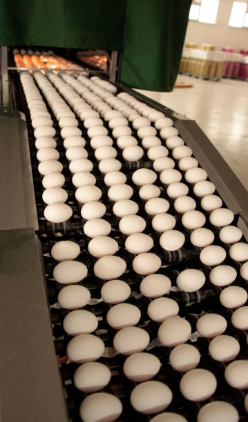 istock Egg factory...production line 698841312