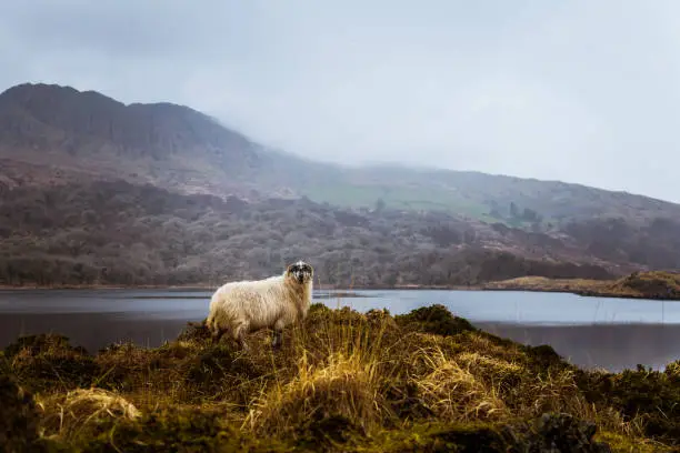 Photo of A beautiful irish mountain landscape in spring with sheep. Gleninchaquin park in Ireland.