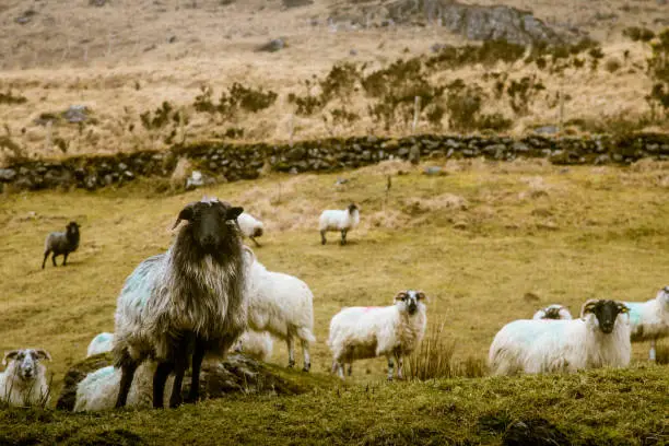 Photo of A beautiful irish mountain landscape in spring with sheep. Gleninchaquin park in Ireland.