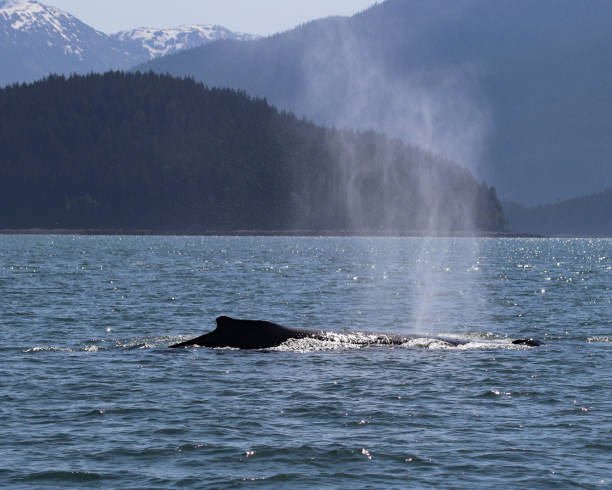 istock Humpback whale southern Alaska 698845482