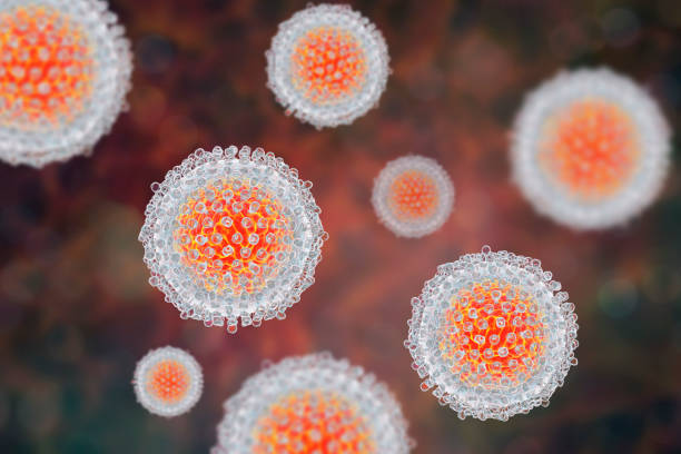 modèle de virus de l’hépatite c - hepatitis virus photos et images de collection