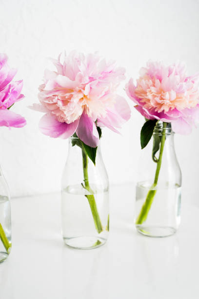 peonia rosa in un vaso di bottiglia di vetro - flower three objects beauty close up foto e immagini stock