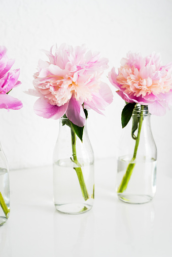 Pink peony in a glass bottle
