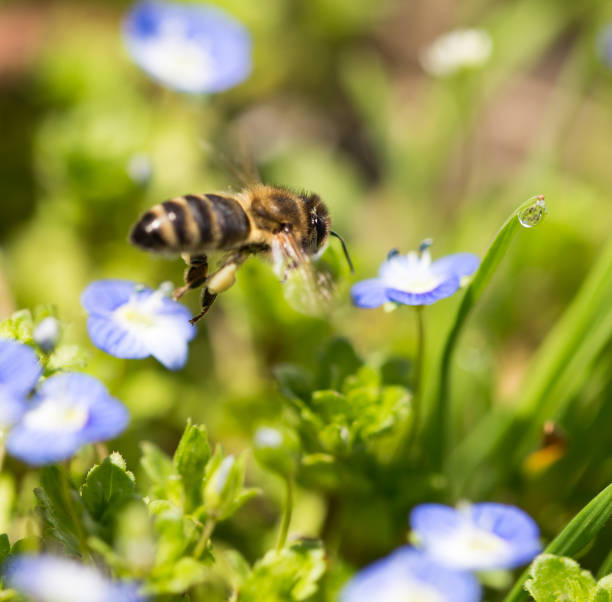 istock Bee on little blue flowers in nature 698846960