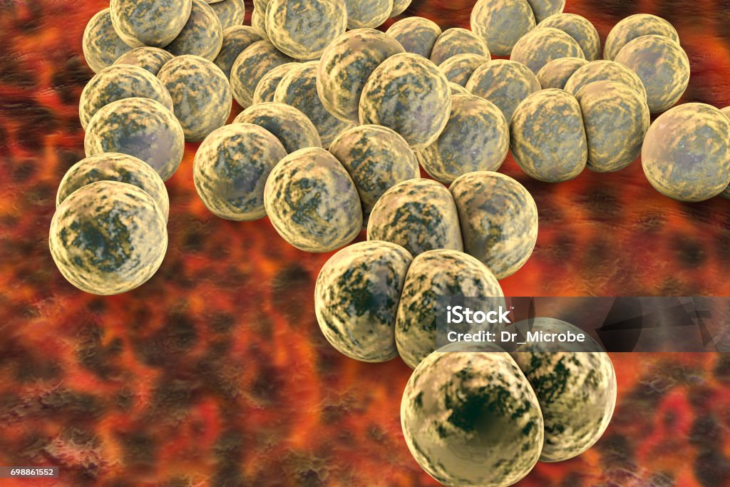 Bacteria Neisseria gonorrhoeae Bacteria Neisseria gonorrhoeae, gonoccoccus, diplococci which cause sexually transmitted infection gonorrhoea. 3D illustration Art Product Stock Photo