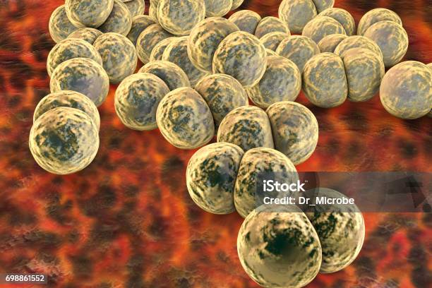 Bacteria Neisseria Gonorrhoeae Stock Photo - Download Image Now - Art Product, Bacterium, Biology