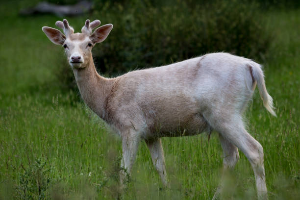 istock Young deer in the countryside 698862866