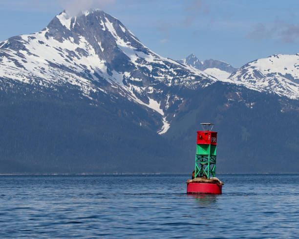 istock Sea lions on a buoy floating 698864132