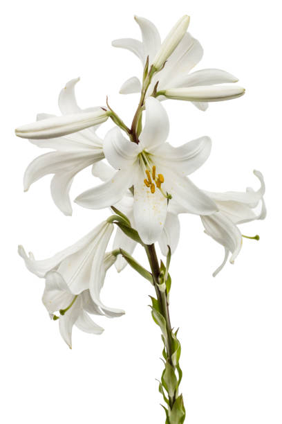 istock Flower of white lily, isolated on white background 698864936