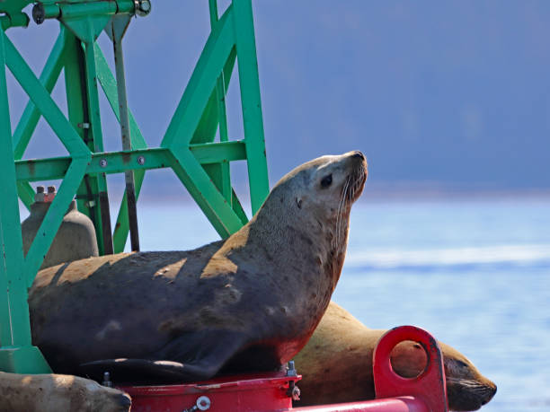 istock Stellar Sea lion on buoy closeup 698865770