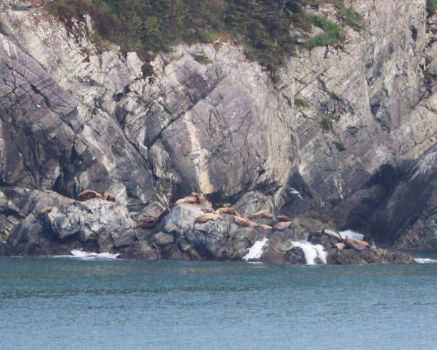 istock Sea lions and seals resting 698867584