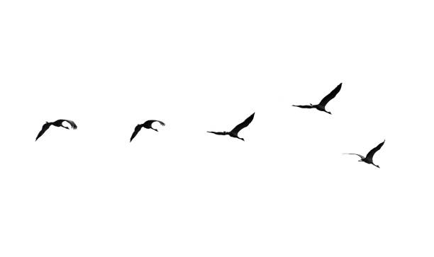 istock Flock of swans isolated on white background 698877514