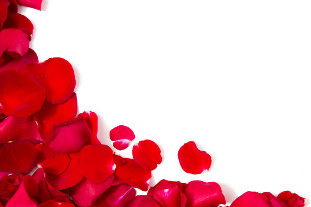 istock close up of red rose petals with copyspace 698877624