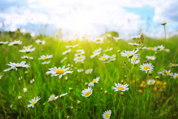 istock Daisy field in the sunny summer day 698880342