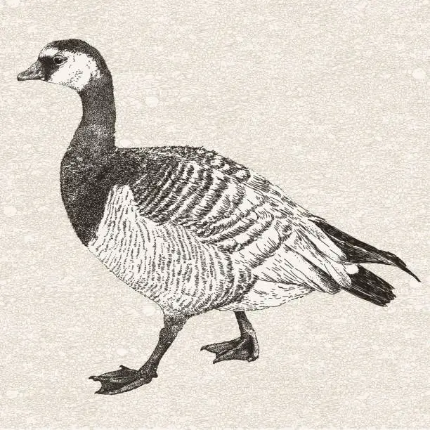 Vector illustration of Canada Goose