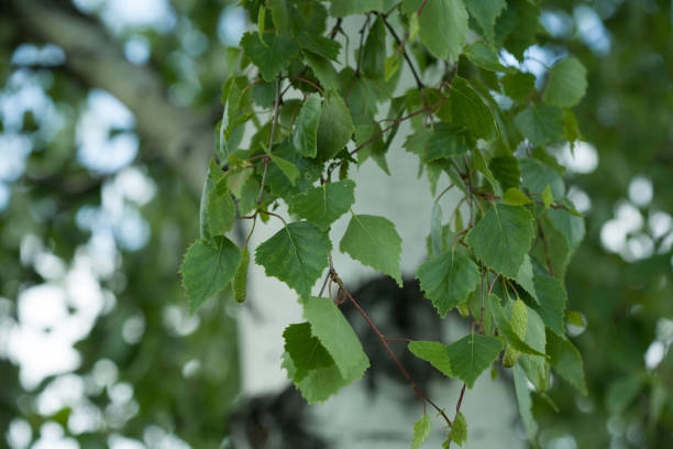 istock Trunk of birch with leaves and kidneys. 698884614