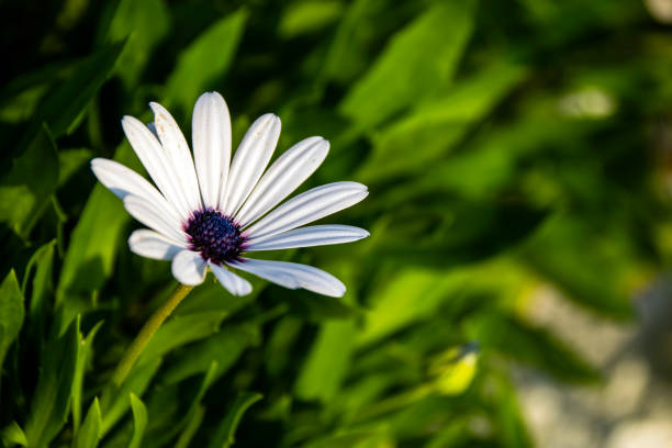 istock Close-Up Of Delicate White Flower During Sunset 698884906