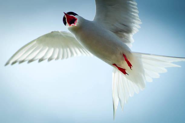 The White Tern (Gygis alba) is a small seabird found across the tropical oceans of the world. Papahnaumokukea Marine National Monument, Midway Island, Midway Atoll, Hawaiian Islands. A courting pair. Grooming.