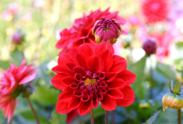 istock Beautiful dahlia blooming garden day 698893054