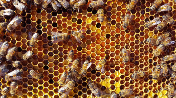 Honey Bees Storing Pollen stock photo