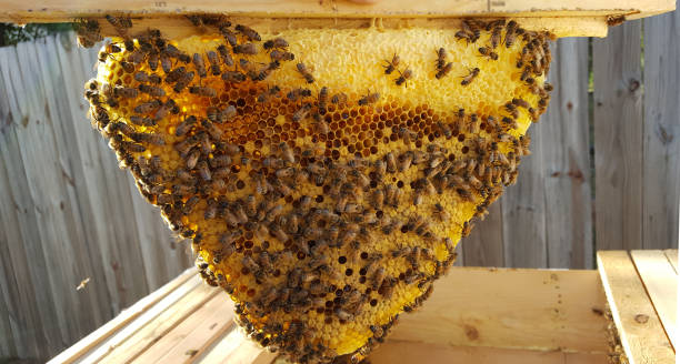 Top Bar Hive Honeycomb stock photo