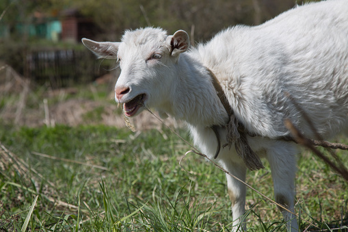 Cute diary goat shouting sunny day