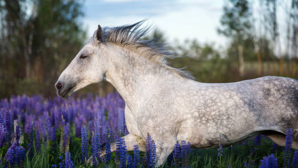 istock Horse running among lupine flowers. 698909908