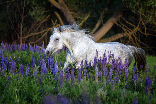 istock Horse running among lupine flowers. 698909914