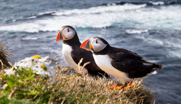 Atlantic puffin Atlantic puffin orkney islands stock pictures, royalty-free photos & images