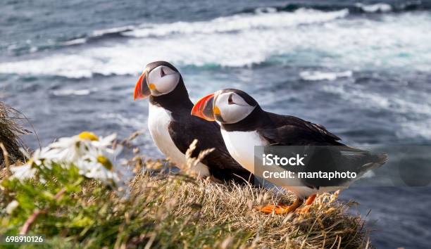 Atlantic Puffin Stock Photo - Download Image Now - Puffin, Orkney Islands, Scotland