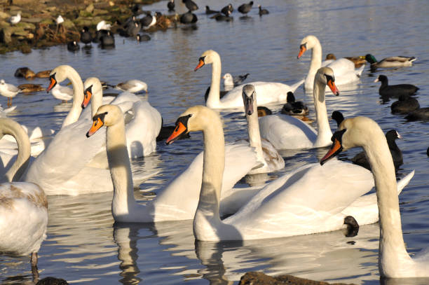 istock Many swans swimming in water 698910140