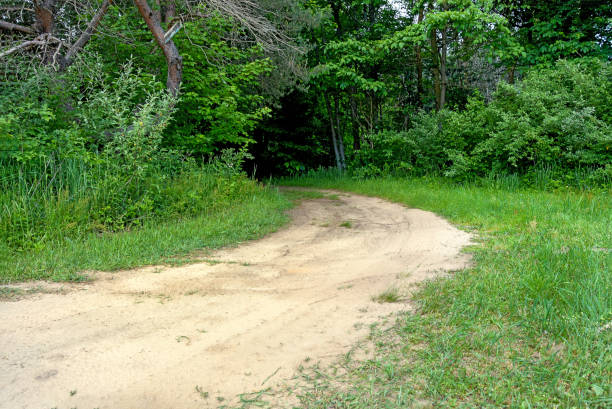 curving dirt road in green summer woodland
