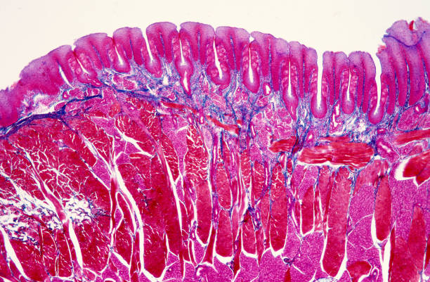 Taste buds Human tongue cross section with taste buds or gustatory cells. Optical microscope, magnification X40. lamina propria stock pictures, royalty-free photos & images