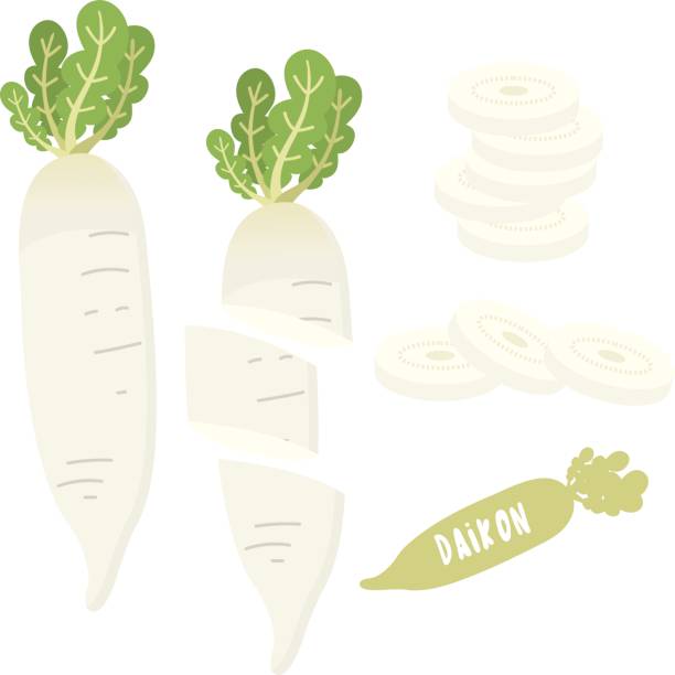 daikon - radish white background vegetable leaf stock illustrations