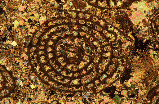 Fossil Nummulites, thin section. Optical microscope, polarised light. Magnification X40.