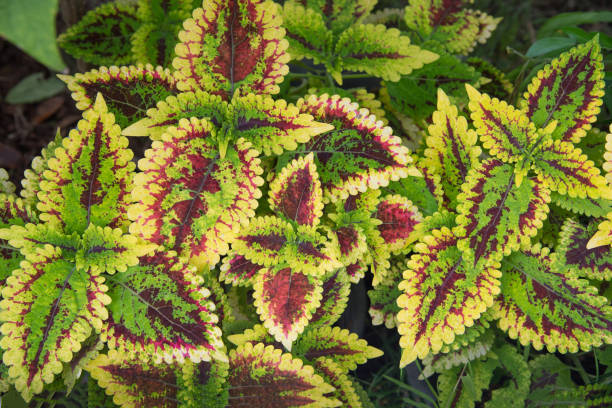 istock Colorful leaves in garden 698917850