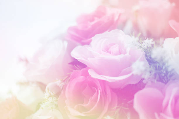 istock Blurred of Rose flowers blooming 698930190