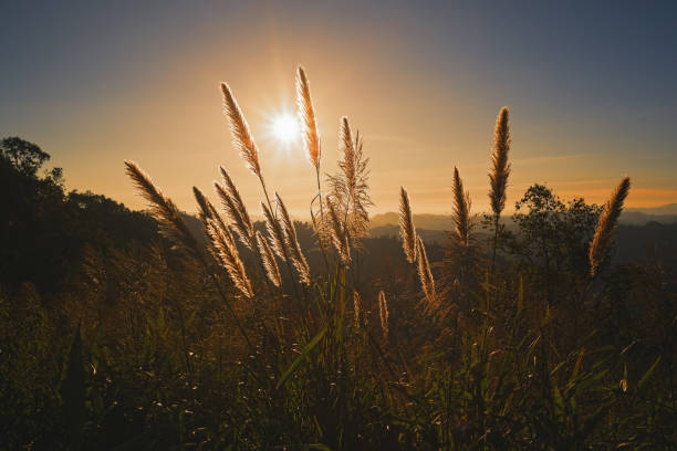 istock Close-up grass in the sunset 698944170
